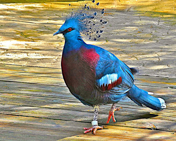 Thức ăn của chúng chủ yếu là trái cây chín rụng, thỉnh thoảng có cả các loại hạt và động vật không xương sống.