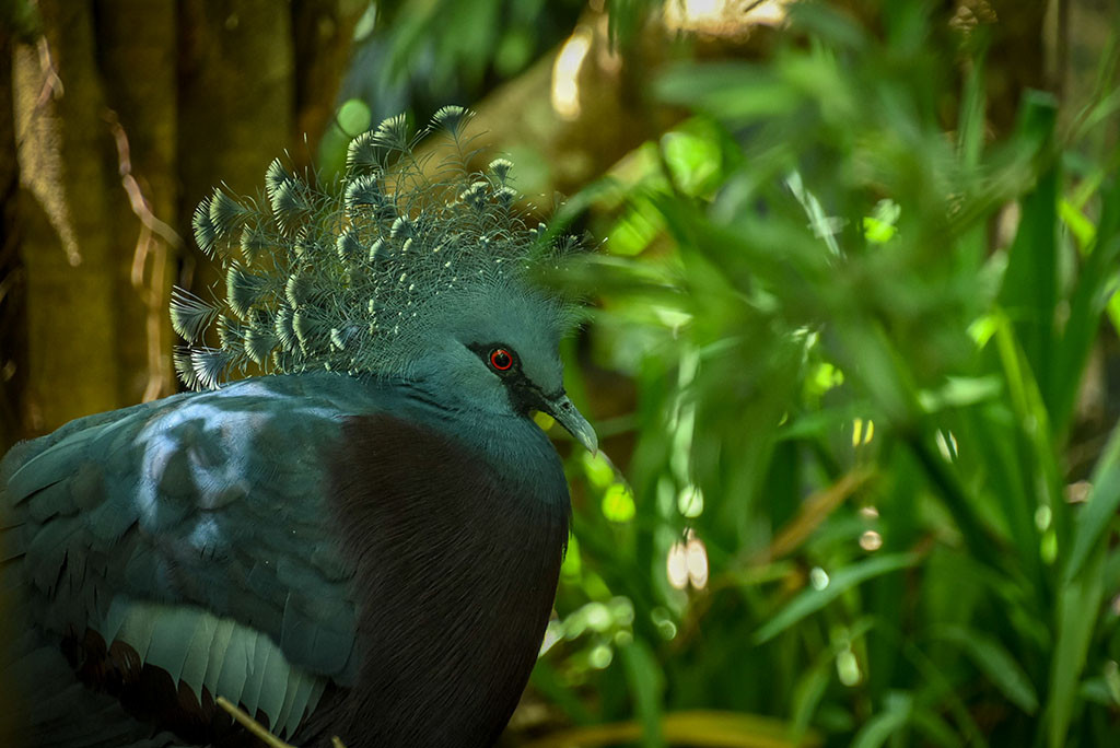 Bồ câu là một trong những loài chim thân thuộc nhất với con người. Chúng hầu như xuất hiện ở khắp nơi trên thế giới và trở thành biểu tượng của hòa bình, hạnh phúc. Tuy vậy, ít người biết được, trong bộ bồ câu, có một loài chim được coi là tuyệt sắc giai nhân của loài chim, đó là bồ câu vương miện Victoria (Victoria Crowned Pigeon).