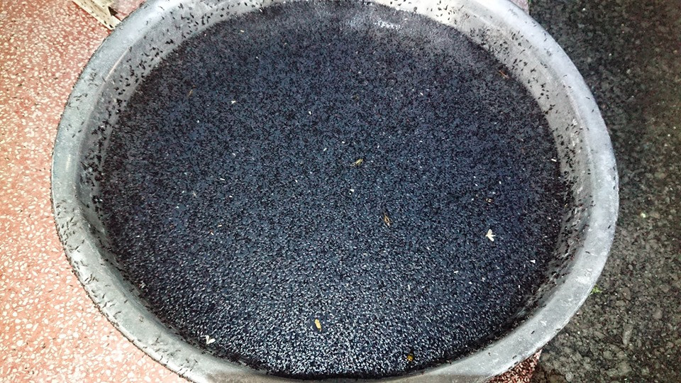 Theo thông tin đăng tải, những con kiến này giống như một đại quân, kéo tới ùn ùn, chiếm lấy trần nhà, sàn nhà, tường nhà của người dân, phủ đen mọi lối đi, khiến nhiều người không khỏi gai người.