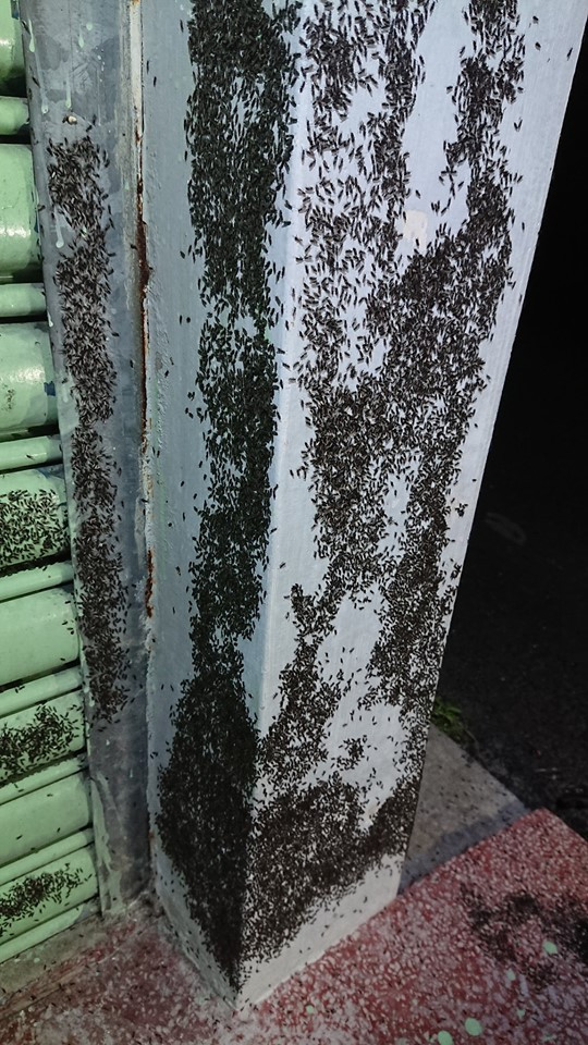 Được biết, xảy ra hiện tượng này là do đây là thời kỳ sinh sản giao phối của những con kiến đen bay.