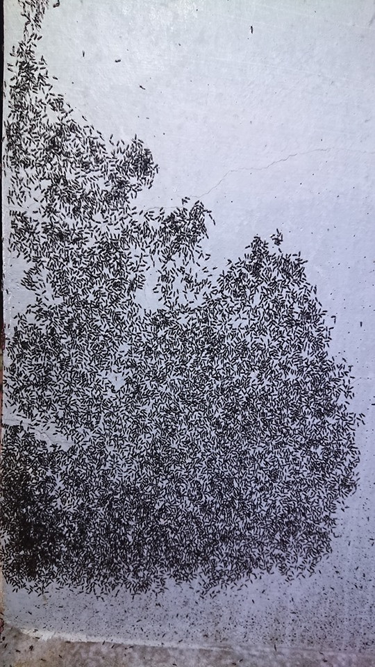 Do số lượng đông đảo, những con kiến đen dường như không sợ bất cứ điều gì. Chúng hoành hành, ngang nhiên chiếm nhà dân làm nơi cư trú.