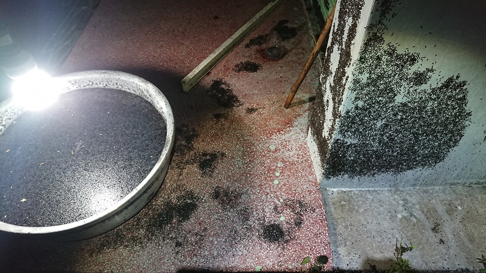 Để ngăn chặn tình trạng này, mọi người thường tắt hết đèn trong nhà để tránh thu hút những con kiến đen. Đáng tiếc, do số lượng kiến đen ngày một nhiều, người dân phải nghĩ ra nhiều cách khác nhau.