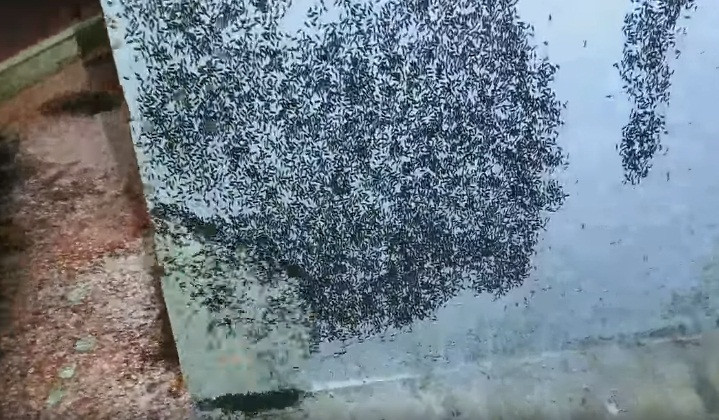 Toàn bộ hình ảnh được ghi lại, sau khi đăng tải lên mạng xã hội đã nhận được sự chú ý lớn. Đa mọi người đều bị dọa khi nhìn thấy những cảnh tượng này.