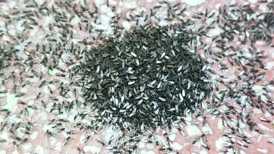 Đa số mọi người đều dùng nước để bẫy chết kiến, thế nhưng cách này không hiệu quả với đại quân kiến lên đến hàng triệu con. Cuối cùng không còn cách nào khác, người dân đành dùng súng phun lửa, trực tiếp nướng chết những con kiến đen này.