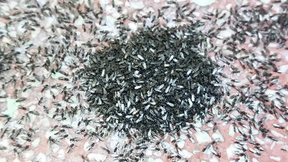 Đa số mọi người đều dùng nước để bẫy chết kiến, thế nhưng cách này không hiệu quả với đại quân kiến lên đến hàng triệu con. Cuối cùng không còn cách nào khác, người dân đành dùng súng phun lửa, trực tiếp nướng chết những con kiến đen này.
