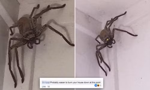 Nghe tiếng động lạ góc nhà, phát hiện quái thú nhìn chằm chằm Nghe tieng dong la goc nha, phat hien quai thu nhin cham cham