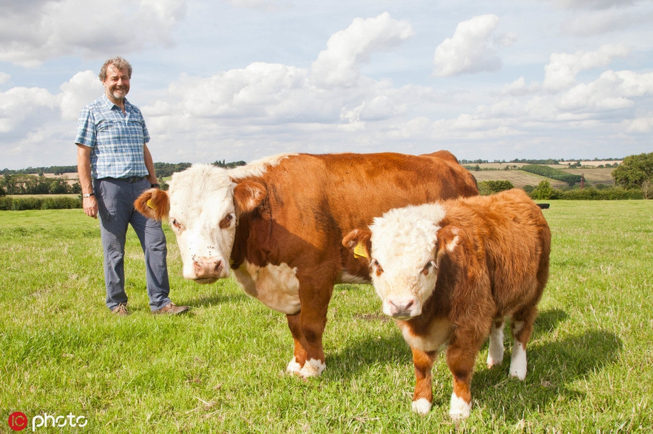 Thuộc trang trại Chater Valley của nông dân Malcolm Gough ở Somerset Pilton, Anh, những con bò mini quý hiếm chỉ cao hơn 1m rất được ưa chuộng nhờ vẻ lũn cũn đáng yêu của mình. 
