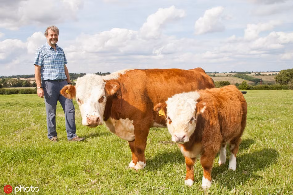 Thuộc trang trại Chater Valley của nông dân Malcolm Gough ở Somerset Pilton, Anh, những con bò mini quý hiếm chỉ cao hơn 1m rất được ưa chuộng nhờ vẻ lũn cũn đáng yêu của mình. 