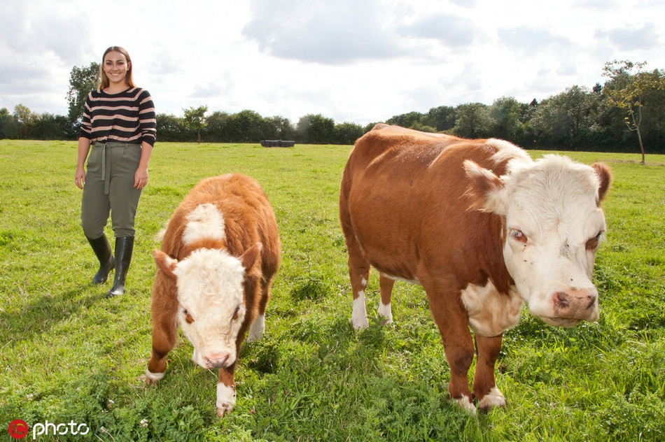 Về sinh học, bò Herefords mini trưởng thành sớm hơn, có thịt mềm, nhiều cơ bắp, mắn đẻ.