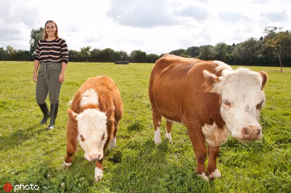 Về sinh học, bò Herefords mini trưởng thành sớm hơn, có thịt mềm, nhiều cơ bắp, mắn đẻ.