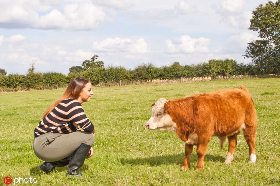 Mặc dù là loài quý hiếm, chúng cũng thích nghi tốt với nhiều loại môi trường, khí hậu khác nhau, không đòi hỏi những loại thức ăn đặc biệt. Hơn nữa còn cần ít không gian trên đồng cỏ, dễ quản lý hơn. 