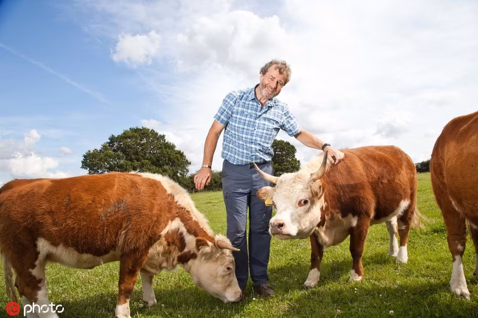 Được biết đến như giống bò Herefords thu nhỏ, những con bò này được xem là bò mini duy nhất ở châu Âu. Vẻ dễ thương đốn tim người nhìn của chúng đã thu hút rất nhiều khách du lịch tới trang trại để tham quan, trải nghiệm. 