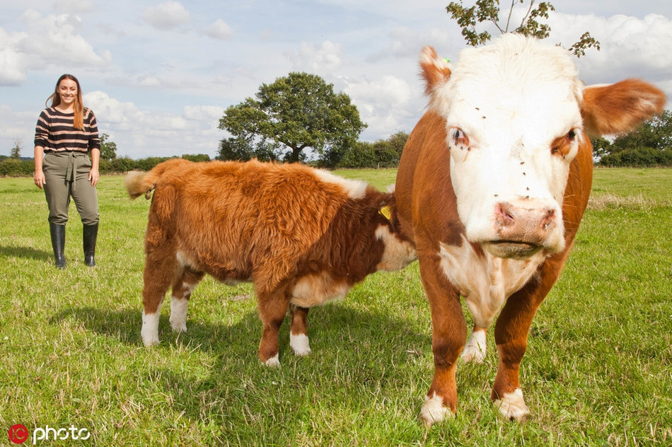 Theo tìm hiểu, những con bò mini này có tính tình rất hiền lành và ngọt ngào, rất hợp tác với con người, cũng dễ dàng để chăn nuôi và chăm sóc. Nhờ ngoại hình khác biệt, chú rất nổi bật gây chú ý, có thể trở thành một con vật cưng, bầu bạn tuyệt vời đối với trẻ em. 