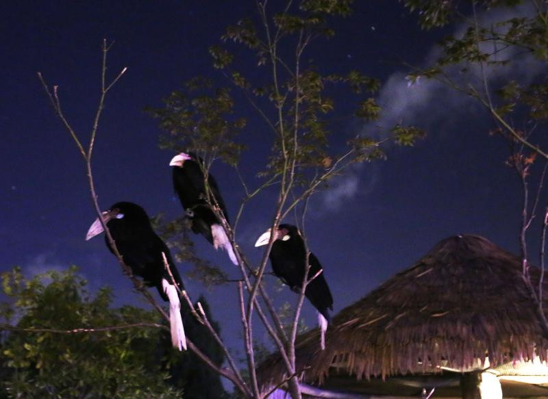 Hơn nữa, ánh điện chiếu liên tục cả đêm có thể khiến những động vật vốn quen hoạt động vào ban đêm bị rối loạn đồng hồ sinh học, ảnh hưởng trực tiếp đến sức khỏe.