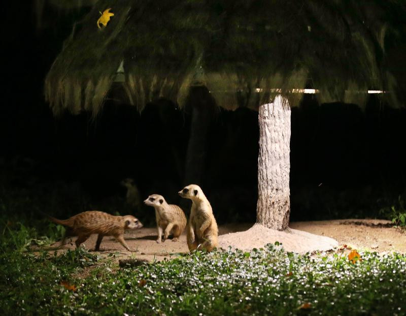 Sau 16h, du khách đến sở thú sẽ được giảm giá 60 tệ (khoảng 210.000 đồng). Thời gian bán vé từ 15h - 20h. Du khách mua vé cả ngày có thể sử dụng các dịch vụ giá trị gia tăng vào ban đêm.