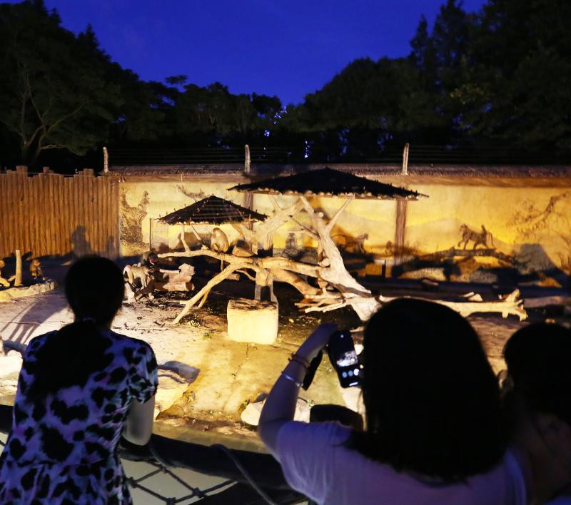 Sở thú đêm được mở ra, chắc chắn sẽ mang đến cho du khách cái nhìn mới mẻ về thế giới động vật.