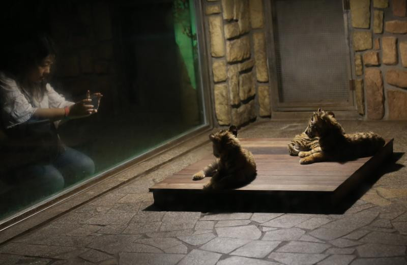 Du khách đến chơi, quan sát cả ngày dài đã khiến những động vật ở sở thú vô cùng mệt mỏi.