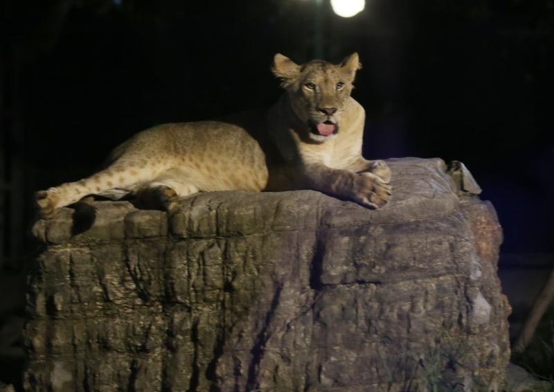Tuy vậy, vẫn còn rất nhiều tranh cãi xung quanh vấn đề mở cửa sở thú vào ban đêm.