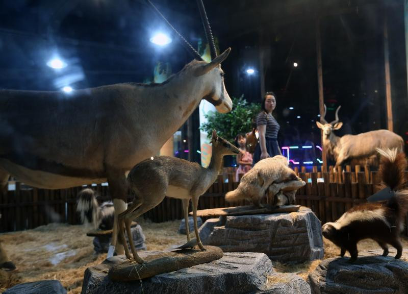 Cuộc sống về đêm chân thực của những loài động vật này sẽ khiến du khách có cảm giác độc đáo, khác biệt so với ban ngày.