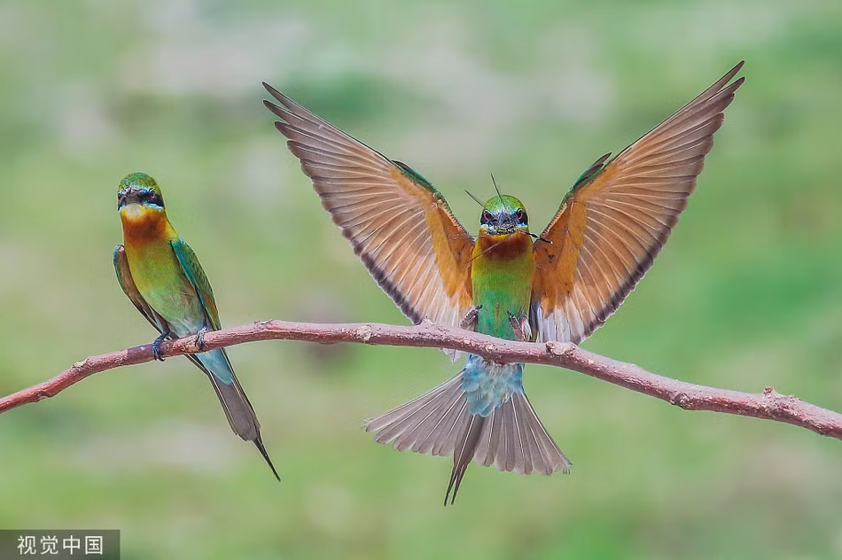 Chim ho ngao nghe khoe chien tich san moi voi nhau-Hinh-4