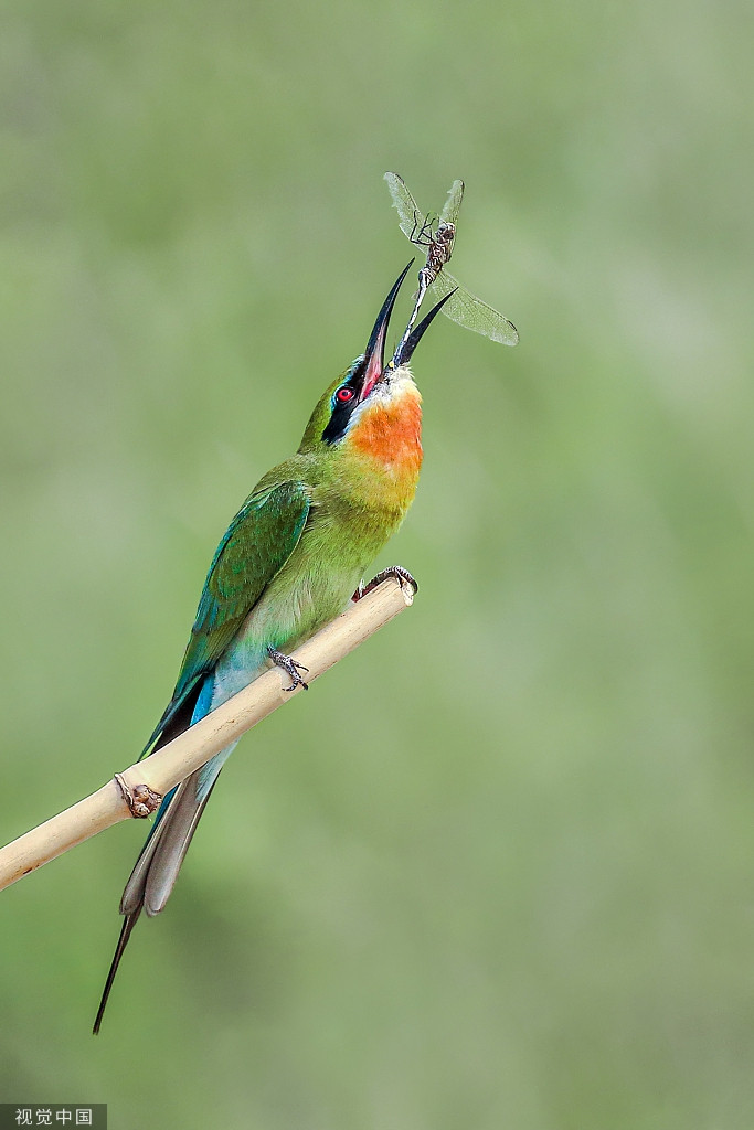 Chim ho ngao nghe khoe chien tich san moi voi nhau-Hinh-5