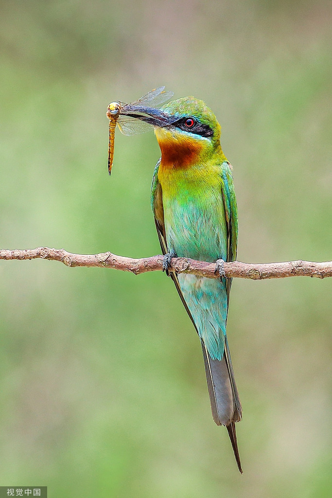 Chim ho ngao nghe khoe chien tich san moi voi nhau-Hinh-6