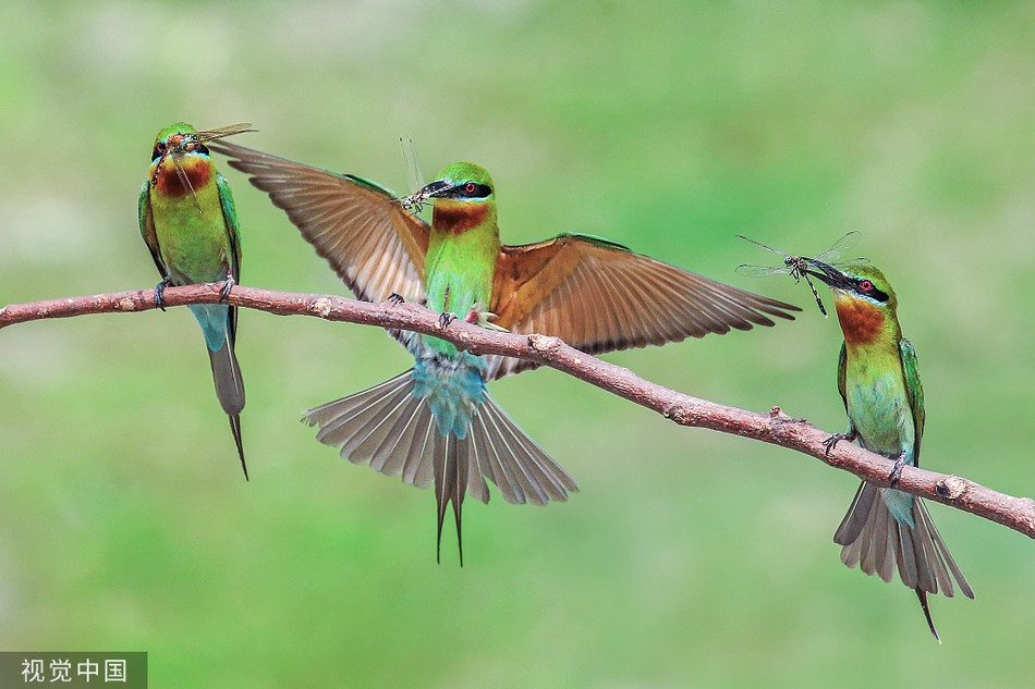 Chim ho ngao nghe khoe chien tich san moi voi nhau-Hinh-2