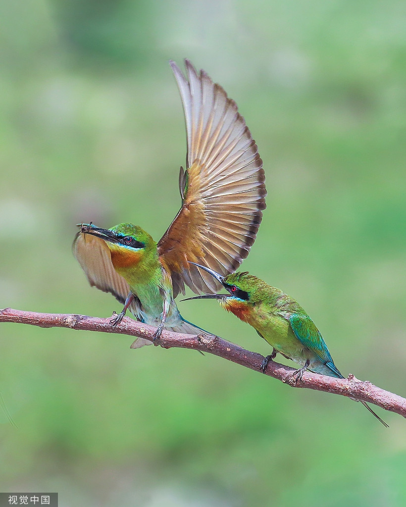 Chim ho ngao nghe khoe chien tich san moi voi nhau-Hinh-3