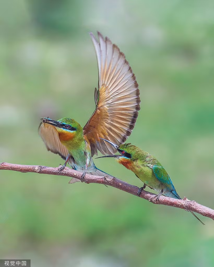 Chim ho ngao nghe khoe chien tich san moi voi nhau-Hinh-3