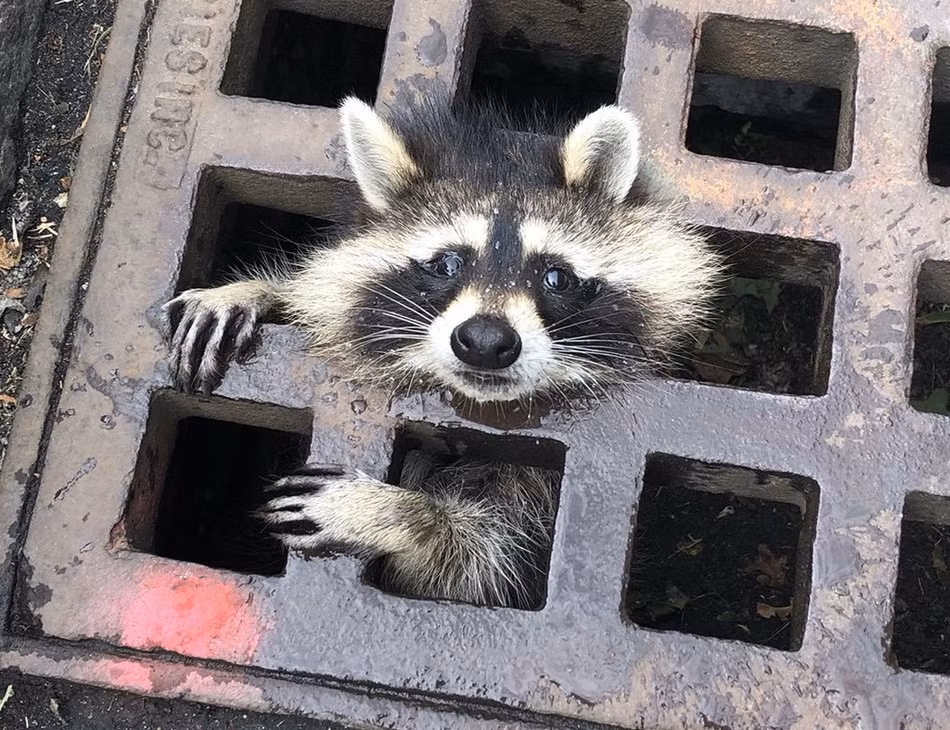 Gau meo rung rung cau cuu linh cuu hoa cuc yeu