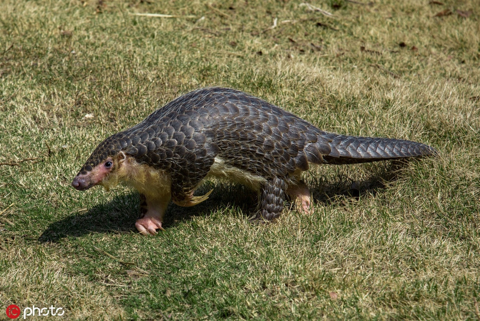 Theo một quan chức phụ trách việc này, hiện tại, số lượng tê tê ở Trung Quốc đang sụt giảm nghiêm trọng, rất khó để nhìn thấy những con tê tê ở thiên nhiên hoang dã.