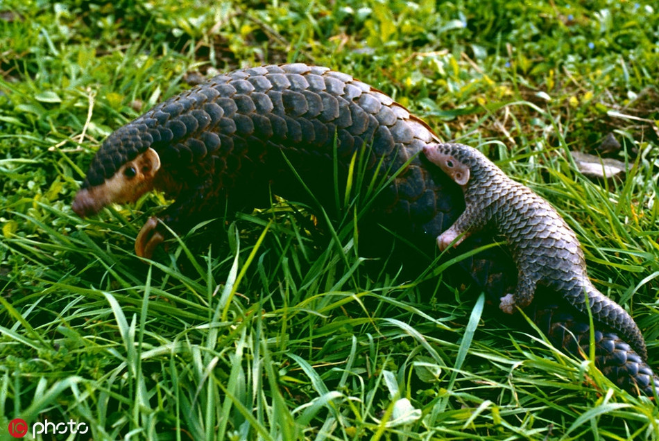 Vấn nạn săn bắt, buôn lậu tê tê đang là một vấn nạn vô cùng nhức nhối ở các nước châu Á. Do nhu cầu ngày một cao của người tiêu dùng, những con tê tê được coi là bổ dưỡng, thơm ngon bị săn lùng ráo riết, bị đẩy vào nguy cơ tuyệt chủng.