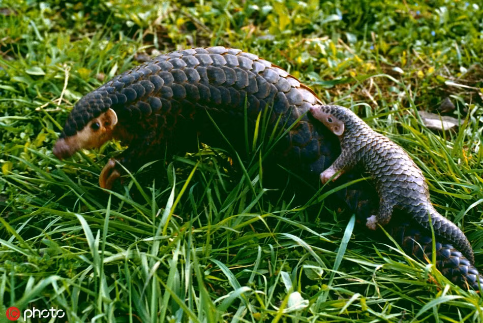 Vấn nạn săn bắt, buôn lậu tê tê đang là một vấn nạn vô cùng nhức nhối ở các nước châu Á. Do nhu cầu ngày một cao của người tiêu dùng, những con tê tê được coi là bổ dưỡng, thơm ngon bị săn lùng ráo riết, bị đẩy vào nguy cơ tuyệt chủng.