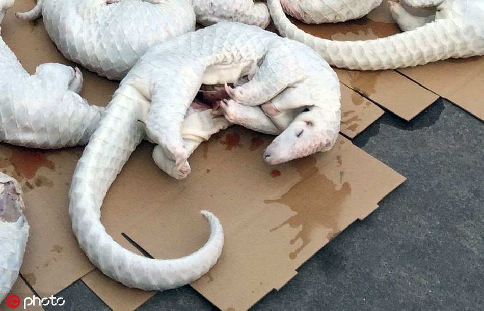 Trước đó, vào tháng 4/2015, hải quan Giang Môn, Quảng Đông, Trung Quốc đã phát hiện 2674 con tê tê đã bị lột vảy, nặng khoảng 11,5 tấn. Những con tê tê này được giết thịt và đưa qua đường biển từ Đông Nam Á đến Giang Môn.