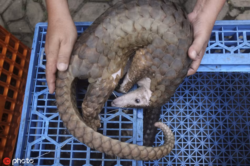 Ngày 14/6/2017, vẫn tại Medan, Bắc Sumatra, Indonesia, cảnh sát đã bắt được hàng chục con tê tê trong một vụ buôn lậu. Những con tê tê này được giấu trong một nhà kho, sẵn sàng chuyển đến Malaysia.