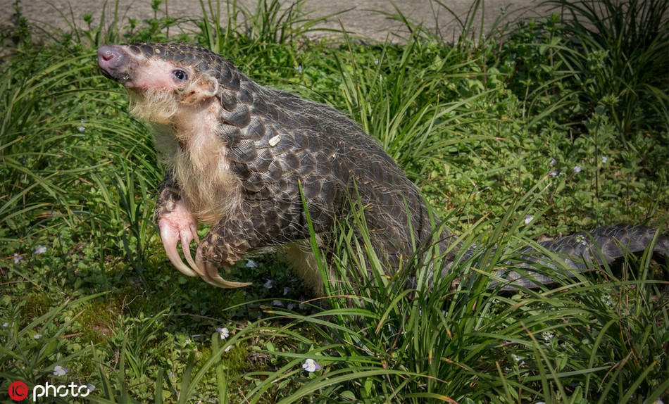 Để tăng sự bảo vệ đối với tê tê, Trung Quốc hiện đang đưa ra đề án, đưa tê tê từ động vật cấp hai được nhà nước bảo vệ lên động vật cấp một được nhà nước bảo vệ.