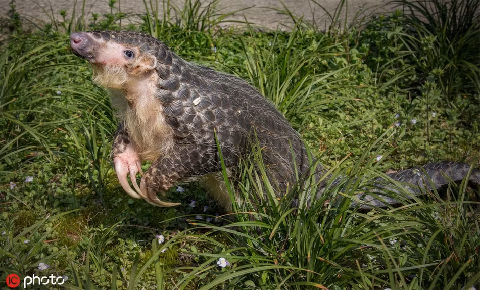 Để tăng sự bảo vệ đối với tê tê, Trung Quốc hiện đang đưa ra đề án, đưa tê tê từ động vật cấp hai được nhà nước bảo vệ lên động vật cấp một được nhà nước bảo vệ.