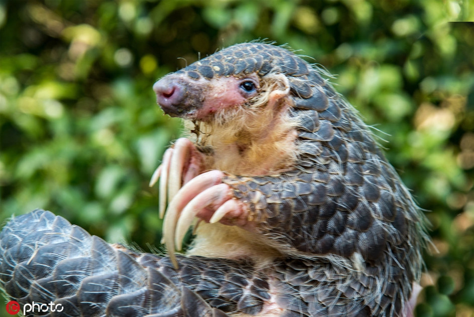 Mặc dù đã tăng cường điều tra, giám sát, thế nhưng nạn buôn lậu, mua bán trái phép loài động vật hoang dã này vẫn diễn ra một cách lén lút và ngày càng phức tạp.