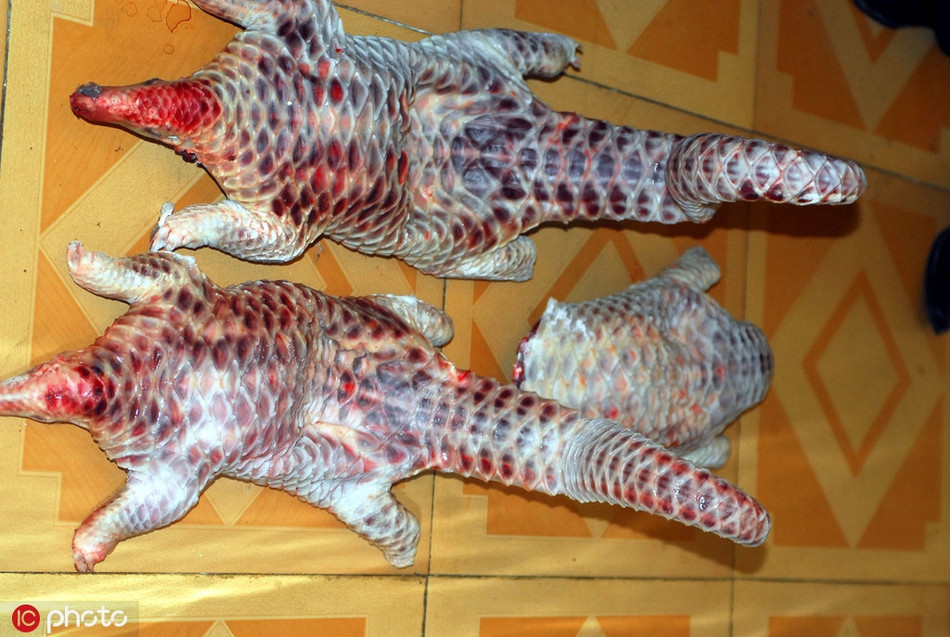 Gần đây, hải quan Giang Môn lại tiếp tục phát hiện ra một trường hợp buôn lậu tê tê với số lượng cực lớn. Theo họ, tê tê là loài động vật được buôn lậu nhiều nhất, có nguy cơ tuyệt chủng cao.Hình ảnh được cán bộ kiểm lâm Trung Quốc chụp tại một khách sạn ở đường Trường Sa, Hải Khẩu. Tê tê đã bị giết thịt, mổ phanh, chờ khách gọi món.