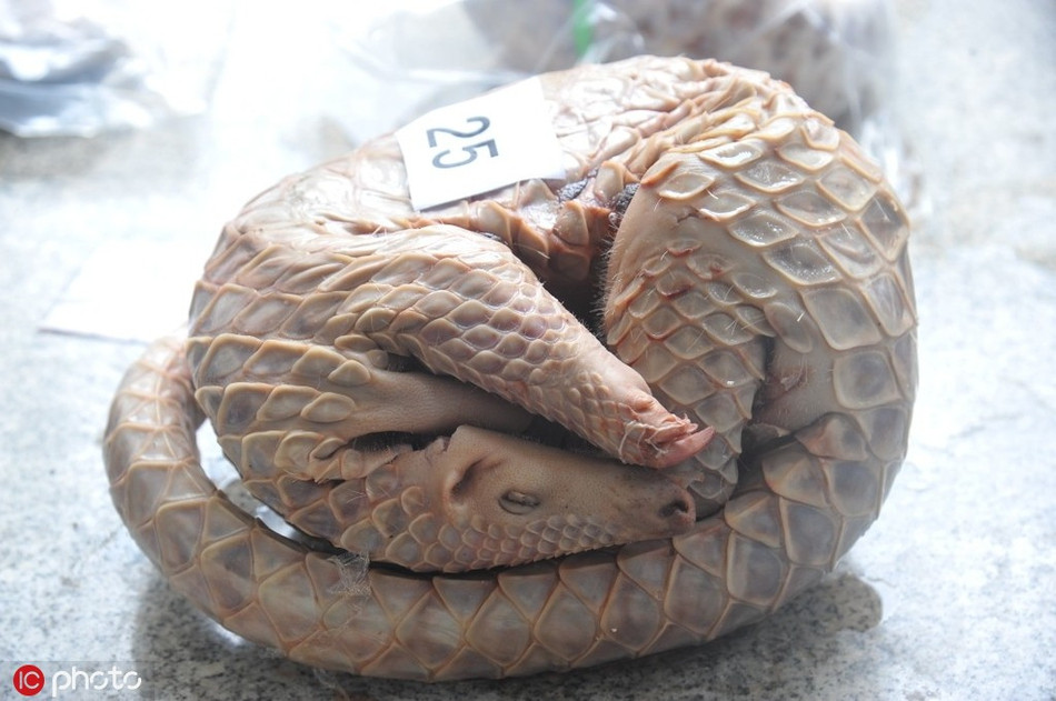 Ngày 9/8/2017, văn phòng kiểm lâm Nam Ninh, Quảng Tây đã tìm thấy một kho nhốt hơn 60 con tê tê buôn lậu. Con lớn nhất nặng 10kg, con nhỏ nhất chưa đầy 2 lạng.