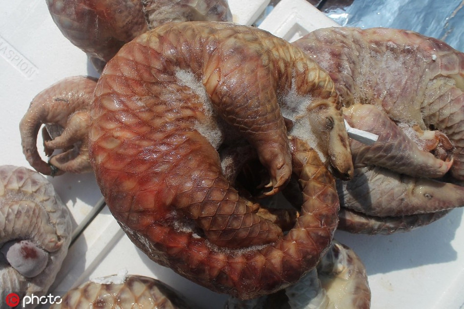 Theo báo cáo, tháng 7/2015, tại Indonesia, hải quan sân bay đã thu giữ ít nhất 455 con tê tê đông lạnh với tổng trọng lượng là 1,3 tấn.