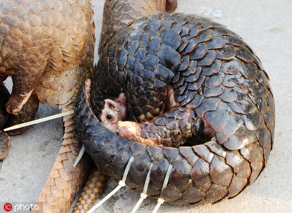 Hình ảnh được cảnh sát Phòng Thành Cảng, Quảng Tây chụp khi truy bắt kẻ buôn lâu tê tê.