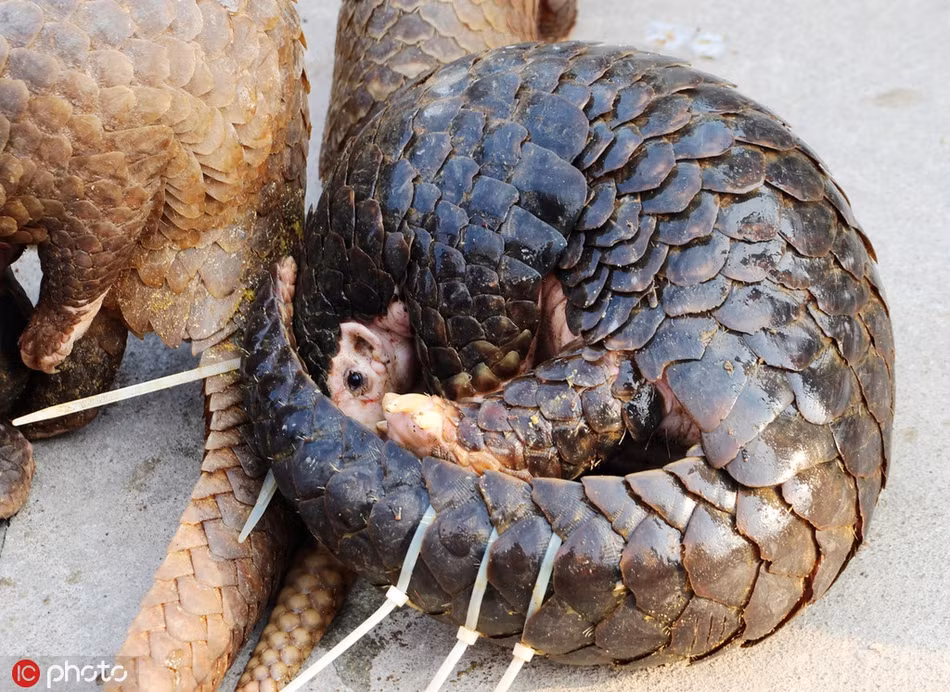 Hình ảnh được cảnh sát Phòng Thành Cảng, Quảng Tây chụp khi truy bắt kẻ buôn lâu tê tê.