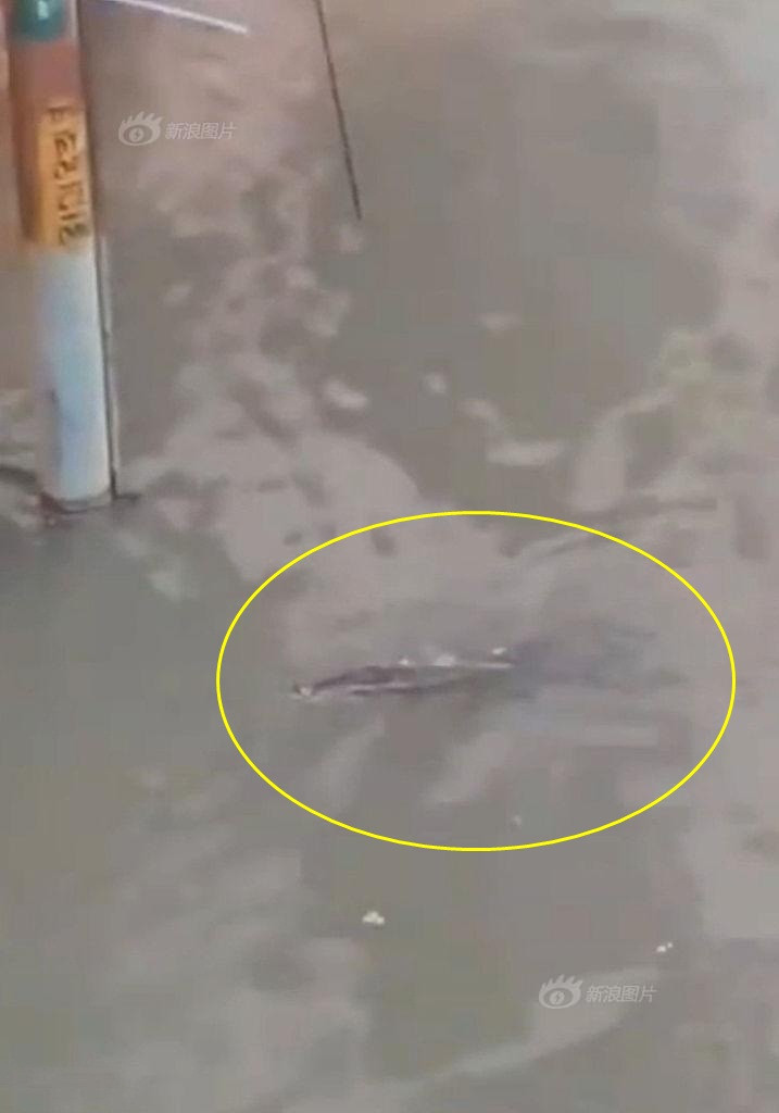 Mua to khung khiep, ca sau ngup lan tren pho doa nguoi-Hinh-4