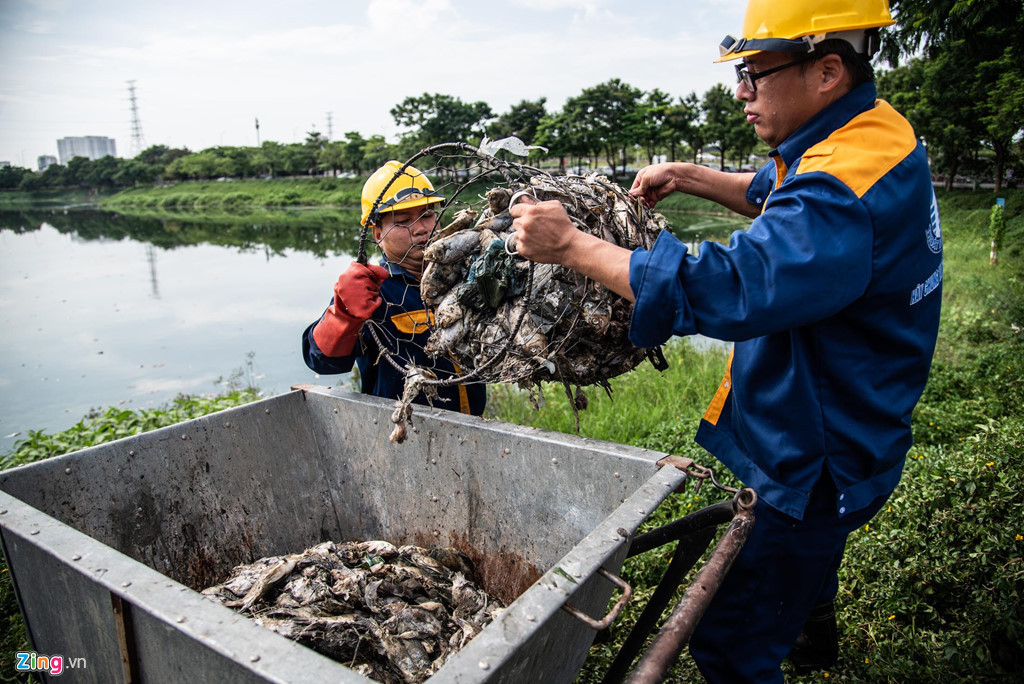 Ông Nguyễn Hữu Ngọc, bảo vệ Công viên Yên Sở, cho biết tình trạng cá chết hàng loạt nổi trắng mặt hồ xảy ra từ nửa tháng nay. Nhưng 3 ngày gần đây, cá chết nhiều hơn gây ô nhiễm.