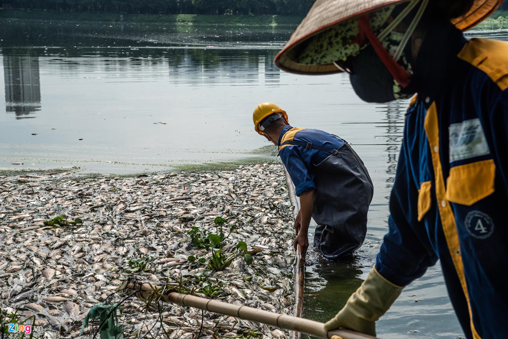 Cá chết chủ yếu là rô phi, chép, trôi.... Xác trắng mặt hồ, trọng lượng ước tính lên tới hàng trăm kg.