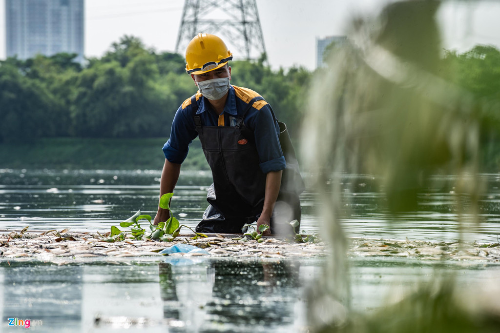 Theo đại diện Công ty thoát nước Hà Nội, dự kiến đến sáng mai (19/8), số cá chết tại hồ điều hòa Công viên Yên Sở sẽ được vớt hết.