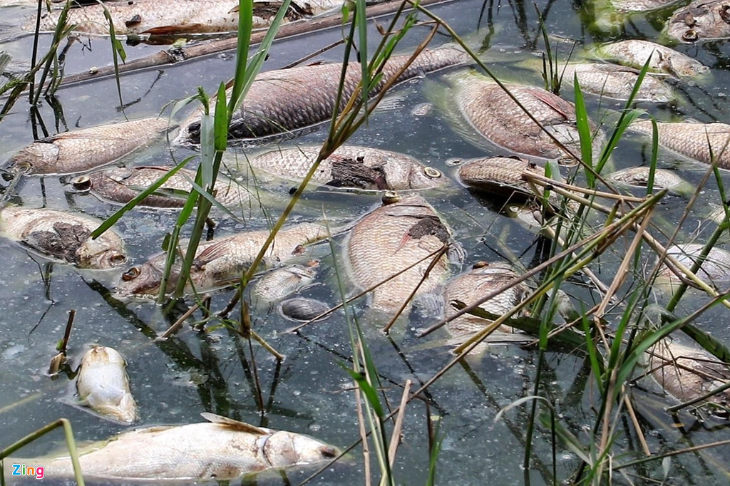 Xác cá phân huỷ khiến mùi tanh, hôi thối bốc lên nồng nặc. Ruồi, nhặng bâu kín những con cá bị chết. Công ty Thoát nước Hà Nội phải cử hơn chục nhân viên đến vớt xác cá.