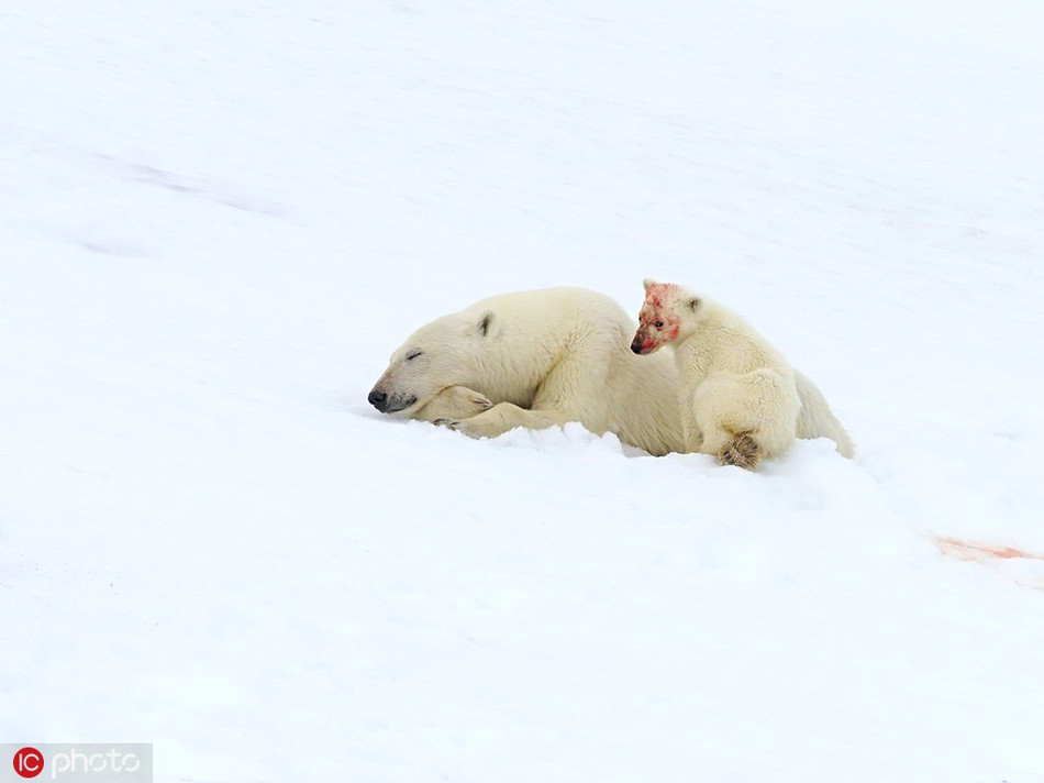 Đến khi lột sạch thịt mỡ, chỉ còn trơ lại những khúc xương, gấu Bắc cực con mới ngẩng đầu lên, quay trái quay phải tìm mẹ.
