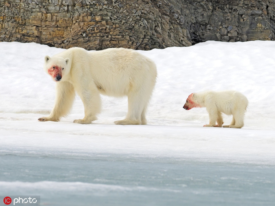 "Thấy gấu Bắc cực con thực hành kỹ năng săn mồi, giết thịt con mồi như vậy, thực sự là một trải nghiệm tuyệt vời. Nó dường như ăn no đến mức không đi nổi, khiến chúng tôi không thể không cười", nhiếp anh giả Andy nói.
